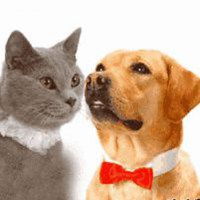  搞笑动物情侣头像猫狗微信头像图片大全