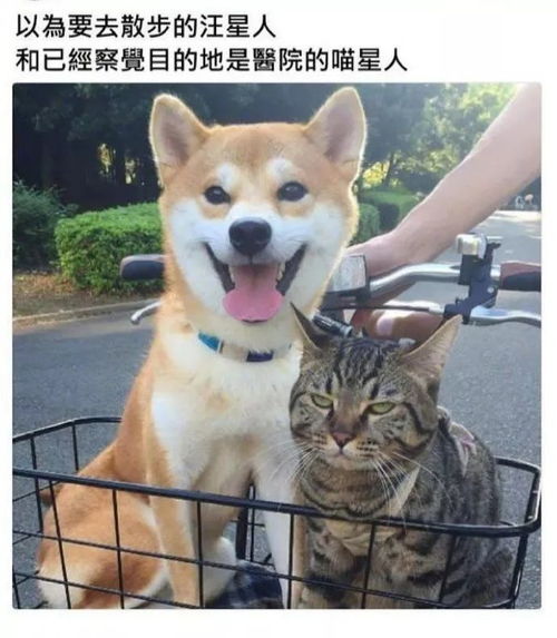  没头脑和不高兴真实版