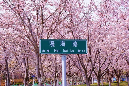  樱花盛开仙气十足来这里邂逅最浪漫的烟台