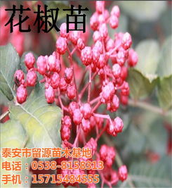  花椒苗价格花椒苗批发大红袍花椒苗价格高清图片高清大图