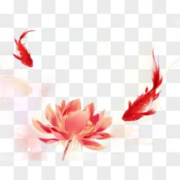  中国风锦鲤图片素材免费中国风锦鲤png设计图片大全图精灵