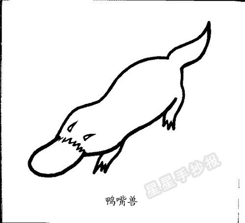  鸭嘴兽简笔画怎么画