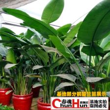  室内盆栽花卉天堂鸟大苗鹤望兰4年苗盆栽植物