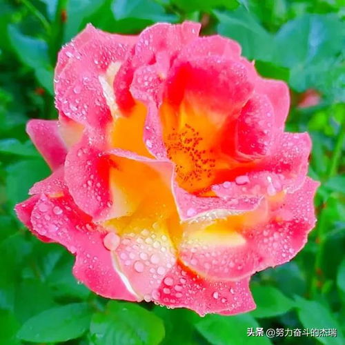  分享图片姹紫嫣红,繁花似锦,芳香四溢,精美绝伦的月季花