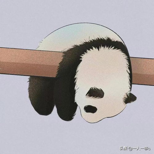  熊猫头像,你想要的圆滚滚这里都有