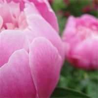  好运吉祥微信花头像微信头像图片大全