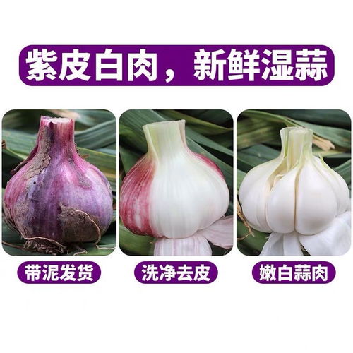  新鲜大蒜现挖紫皮大蒜新鲜蔬菜蒜头3斤5斤10斤大蒜批发湿蒜腌糖蒜