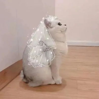 沙雕动物头像情侣头像