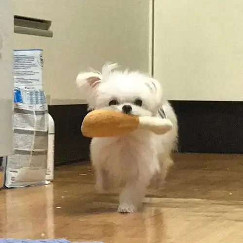  偶尔点开出物组一看,好多h价打包的无语子