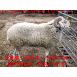  肉牛养殖及相关