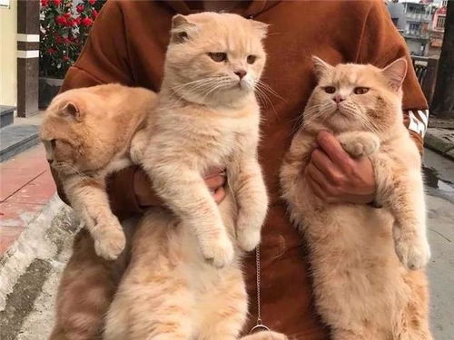  主人力举三只橘猫,中间小橘遭遇猫界欺凌,猫脸上写满了委屈