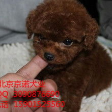  北京京诺犬舍供应产品