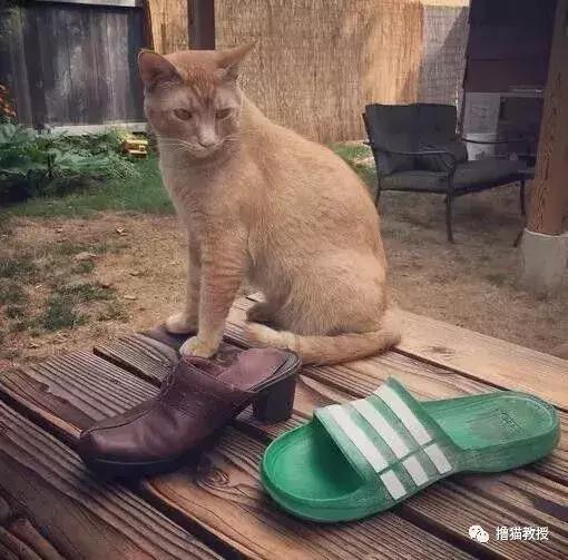  女友说家里的猫是小偷,他完全不信,直到看见这些拍下的证据
