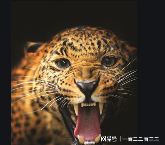  仍有2只金钱豹在逃,附近居民注意安全