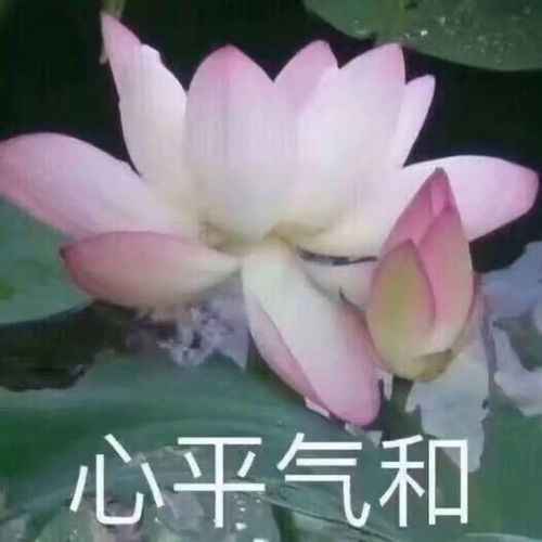 代表信佛的微信头像佛系