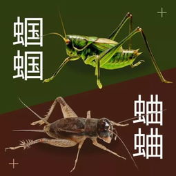  3w只昆虫在北京展出,你没见过的占80