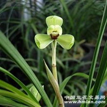  汪字带花