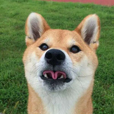  柴犬头像搞笑高清图片单身狗头像柴犬系列