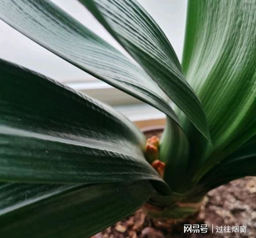  君子兰不开花,可能是夹箭了,栽种植料选松皮,多用羊屎豆