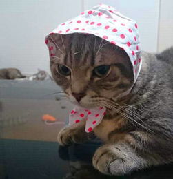  证据确凿,猫赃并获的猫小偷,看你往哪里跑