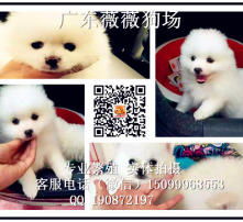  黄页88高清图片