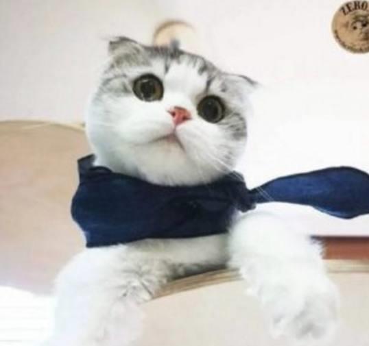  冬天来了,宠主就给猫咪带了个围巾,没想到这货带着可爱死了