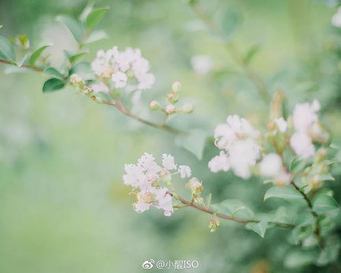  分享会治愈力满分小醒iso教你简单干净的日系照怎么拍