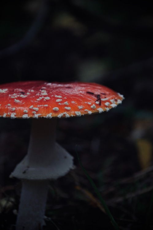  天生招财命的星座,容易赚钱翻倍,生活越过越好