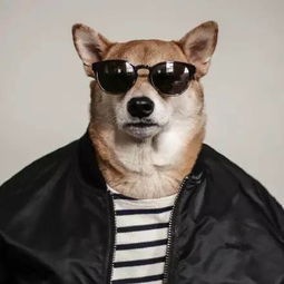  2017柴犬绅士bodhi最新硬照,简直帅呆了