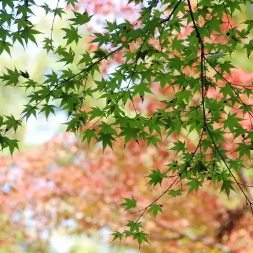  2023世间的彩色唯美风景头像