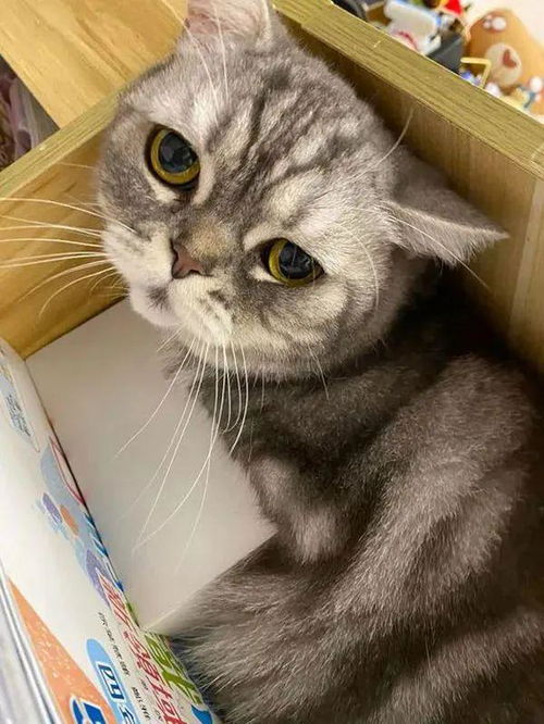  哥哥怕妹妹同学把猫咪撸秃,立马把猫咪藏起来,但猫咪却不那么想