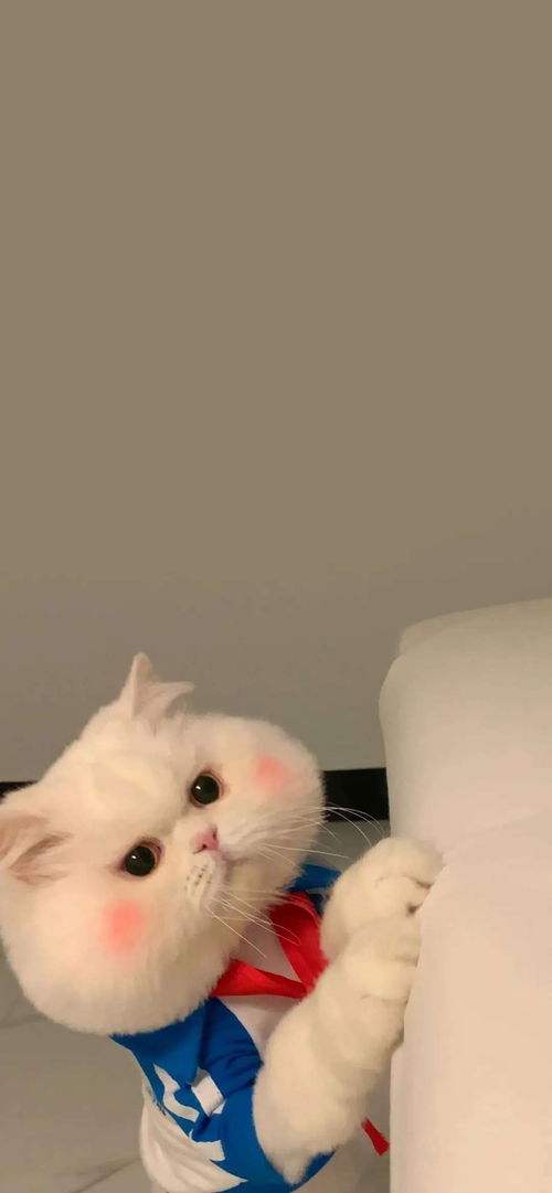  小猫3