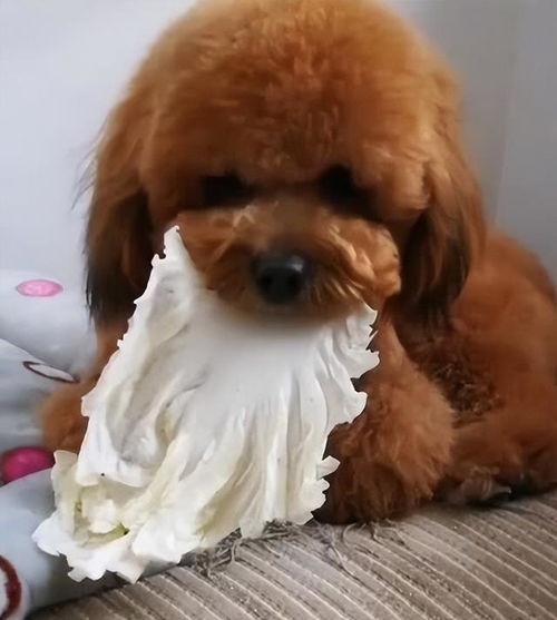  蔬菜篇想要泰迪犬营养均衡,这些蔬菜不能少