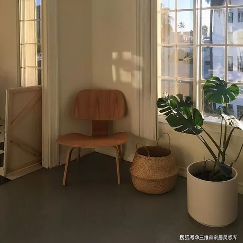 琴叶榕鹤望兰太难养这6种易养易活高颜值绿植才是真网红