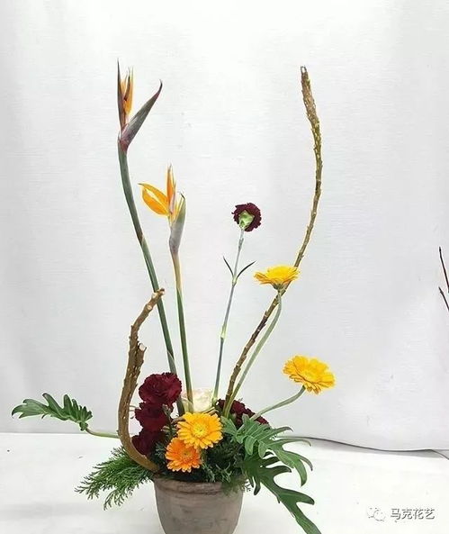  干货来袭想让你的花安全越冬吗看这里
