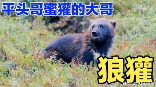  平头哥蜜獾的江湖大哥鼬科动物中最大的动物狼獾