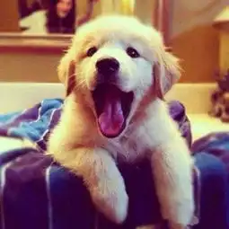 雪真真真真真真的微博微博 雪真真真真真真的微博微博