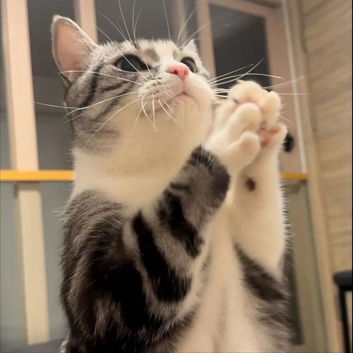  加白猫吃的猫粮怎么选好要从这8方面入手