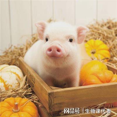  多地下杀猪令,拟被踢出三有动物,二师兄究竟干了啥