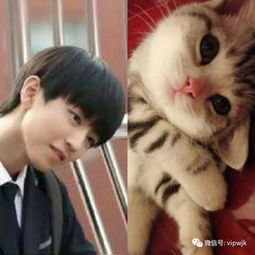 王俊凯小奶猫