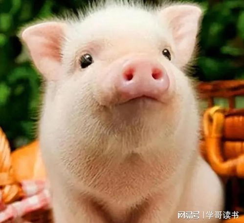 66岁男子喂猪时晕倒,遭家猪啃食下半身,目前医院救治已脱离危险