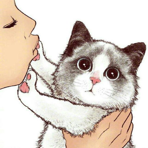  哇发现一组猫片来上车车门给我锁死