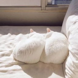  晚安故事·活了一百万次的猫