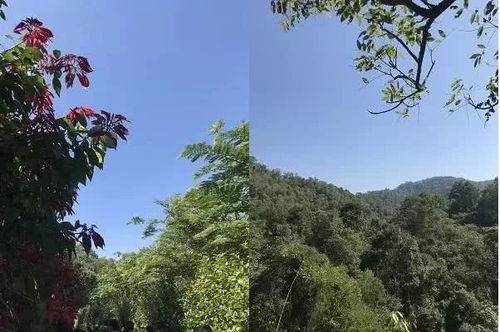  在西双版纳,我们见到了那只既不幸又幸运的小象羊妞