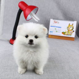  宁波犬舍宁波哪里有狗场宁波宠物狗宁波哪有卖博美犬