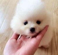  汕头v犬舍有出售纯种小型犬博美幼犬袖珍迷你茶杯犬宠物狗狗