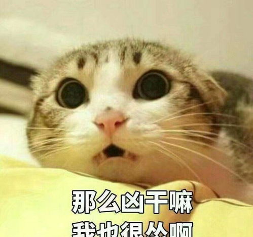 孤独黑暗的猫头像小偷