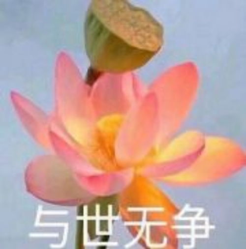 2021年佛头像荷花