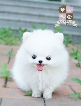 博美狗牌头像厨业