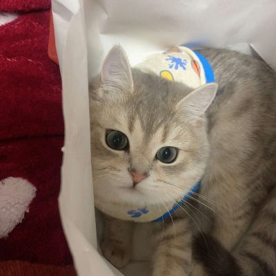  苏瓷可爱猫咪头像宠物可爱微微信头像我要个性网